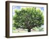 Summer Oak Tree-Christopher Ryland-Framed Giclee Print