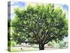 Summer Oak Tree-Christopher Ryland-Stretched Canvas