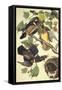 Summer Or Wood Duck-John James Audubon-Framed Stretched Canvas