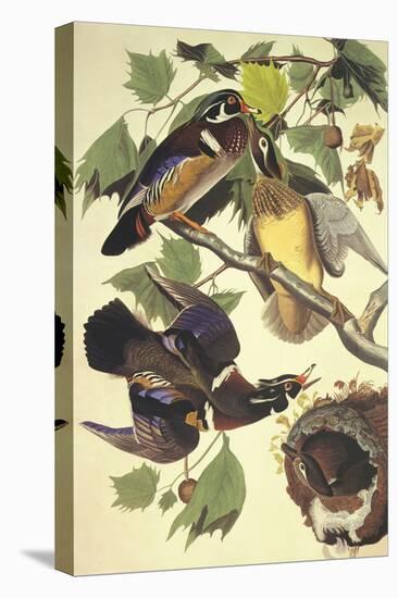 Summer Or Wood Duck-John James Audubon-Stretched Canvas