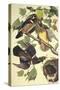 Summer Or Wood Duck-John James Audubon-Stretched Canvas