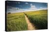 Summer Path-Michael Hudson-Stretched Canvas