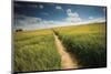 Summer Path-Michael Hudson-Mounted Art Print