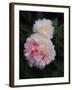 Summer Peonies, 2018,-Helen White-Framed Giclee Print