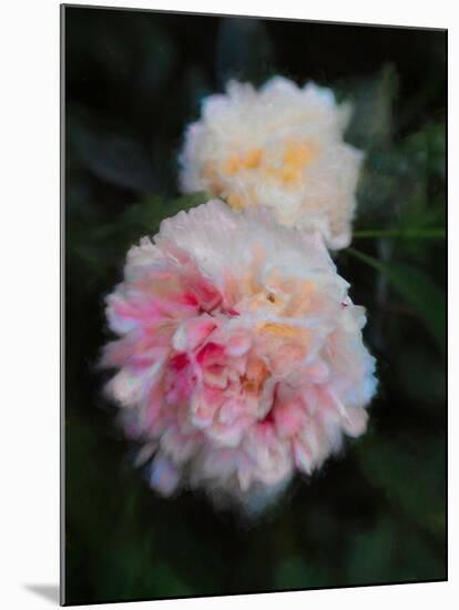 Summer Peonies, 2018,-Helen White-Mounted Giclee Print