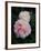 Summer Peonies, 2018,-Helen White-Framed Giclee Print