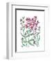 Summer Phlox-Beverly Dyer-Framed Art Print