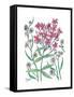 Summer Phlox-Beverly Dyer-Framed Stretched Canvas