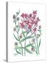 Summer Phlox-Beverly Dyer-Stretched Canvas