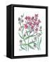 Summer Phlox-Beverly Dyer-Framed Stretched Canvas