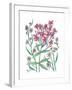 Summer Phlox-Beverly Dyer-Framed Art Print