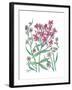 Summer Phlox-Beverly Dyer-Framed Art Print