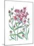 Summer Phlox-Beverly Dyer-Mounted Art Print