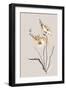 Summer Plant 2-Design Fabrikken-Framed Art Print