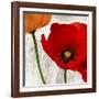 Summer Poppies I-Jenny Thomlinson-Framed Art Print