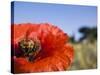 Summer Poppies in Tuscany, Italy-Terry Eggers-Stretched Canvas