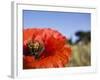 Summer Poppies in Tuscany, Italy-Terry Eggers-Framed Photographic Print