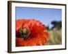 Summer Poppies in Tuscany, Italy-Terry Eggers-Framed Photographic Print