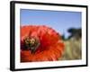 Summer Poppies in Tuscany, Italy-Terry Eggers-Framed Photographic Print