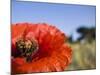 Summer Poppies in Tuscany, Italy-Terry Eggers-Mounted Photographic Print