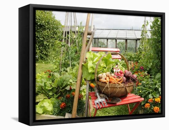 Summer Potager Style Garden with Freshly Harvested Vegetables in Wooden Trug, Norfolk, UK-Gary Smith-Framed Stretched Canvas