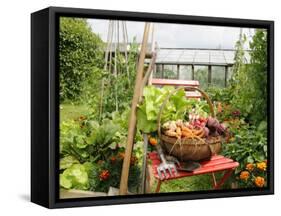 Summer Potager Style Garden with Freshly Harvested Vegetables in Wooden Trug, Norfolk, UK-Gary Smith-Framed Stretched Canvas