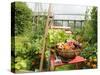 Summer Potager Style Garden with Freshly Harvested Vegetables in Wooden Trug, Norfolk, UK-Gary Smith-Stretched Canvas
