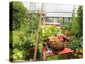 Summer Potager Style Garden with Freshly Harvested Vegetables in Wooden Trug, Norfolk, UK-Gary Smith-Stretched Canvas