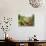 Summer Potager Style Garden with Freshly Harvested Vegetables in Wooden Trug, Norfolk, UK-Gary Smith-Stretched Canvas displayed on a wall