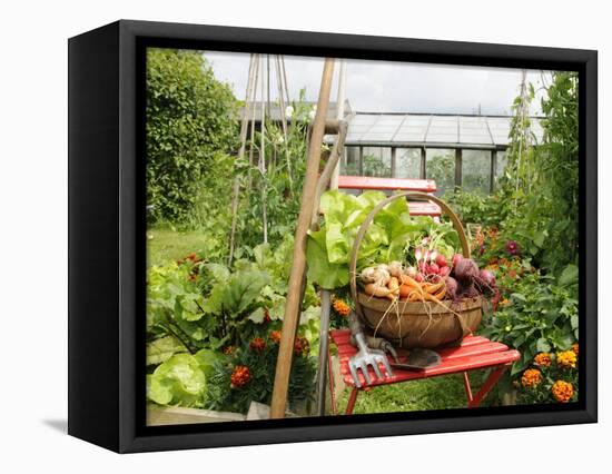 Summer Potager Style Garden with Freshly Harvested Vegetables in Wooden Trug, Norfolk, UK-Gary Smith-Framed Stretched Canvas