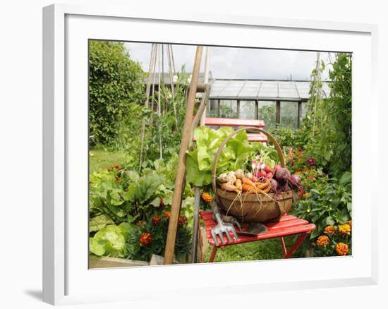 Summer Potager Style Garden with Freshly Harvested Vegetables in Wooden Trug, Norfolk, UK-Gary Smith-Framed Photographic Print