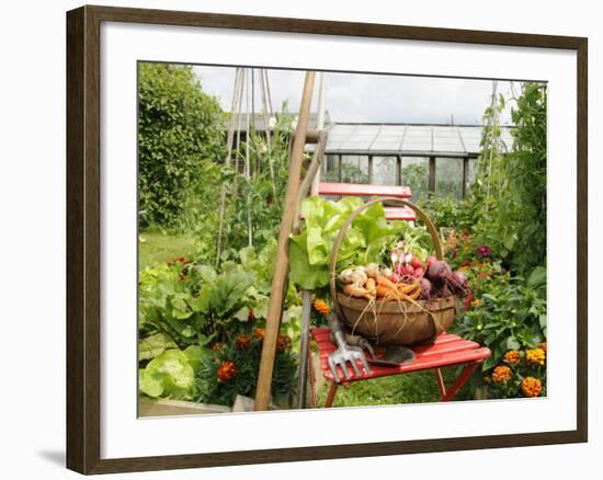 Summer Potager Style Garden with Freshly Harvested Vegetables in Wooden Trug, Norfolk, UK-Gary Smith-Framed Photographic Print
