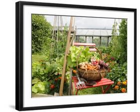 Summer Potager Style Garden with Freshly Harvested Vegetables in Wooden Trug, Norfolk, UK-Gary Smith-Framed Photographic Print