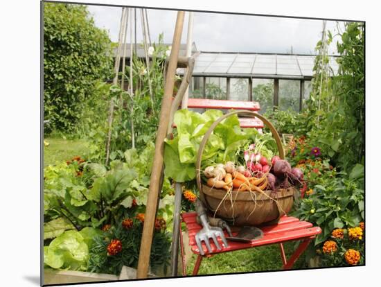 Summer Potager Style Garden with Freshly Harvested Vegetables in Wooden Trug, Norfolk, UK-Gary Smith-Mounted Photographic Print