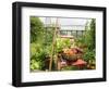 Summer Potager Style Garden with Freshly Harvested Vegetables in Wooden Trug, Norfolk, UK-Gary Smith-Framed Photographic Print