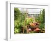 Summer Potager Style Garden with Freshly Harvested Vegetables in Wooden Trug, Norfolk, UK-Gary Smith-Framed Photographic Print