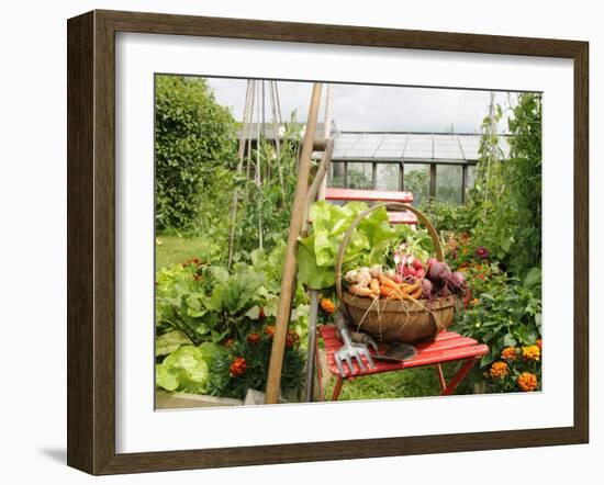 Summer Potager Style Garden with Freshly Harvested Vegetables in Wooden Trug, Norfolk, UK-Gary Smith-Framed Photographic Print