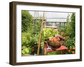 Summer Potager Style Garden with Freshly Harvested Vegetables in Wooden Trug, Norfolk, UK-Gary Smith-Framed Photographic Print