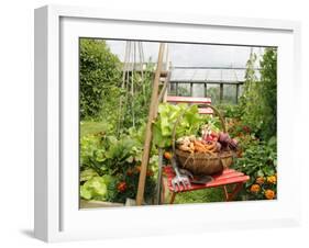 Summer Potager Style Garden with Freshly Harvested Vegetables in Wooden Trug, Norfolk, UK-Gary Smith-Framed Photographic Print