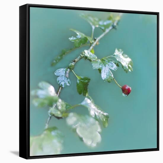 Summer Rain-Viviane Fedieu Daniel-Framed Stretched Canvas