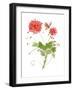 Summer Rapture II-Nan Rae-Framed Art Print