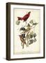 Summer Red Bird-John James Audubon-Framed Art Print
