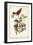 Summer Red Bird-John James Audubon-Framed Art Print