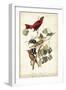 Summer Red Bird-John James Audubon-Framed Art Print