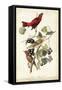 Summer Red Bird-John James Audubon-Framed Stretched Canvas