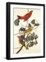 Summer Red Bird-John James Audubon-Framed Art Print