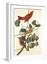 Summer Red Bird-John James Audubon-Framed Art Print