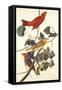 Summer Red Bird-John James Audubon-Framed Stretched Canvas