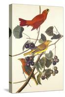 Summer Red Bird-John James Audubon-Stretched Canvas