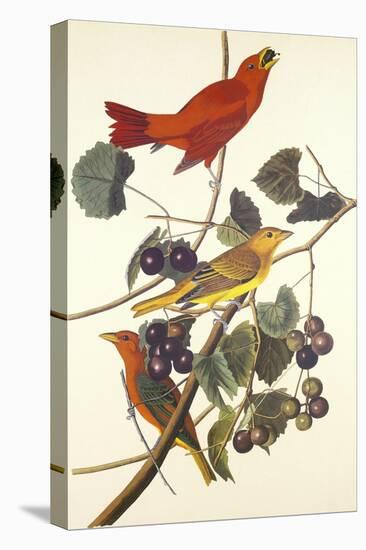 Summer Red Bird-John James Audubon-Stretched Canvas